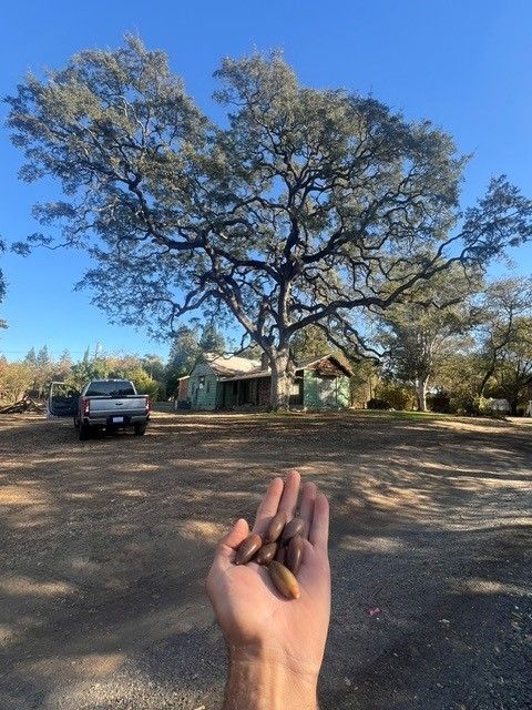Arborist Holding Acorns by Oak Tree
