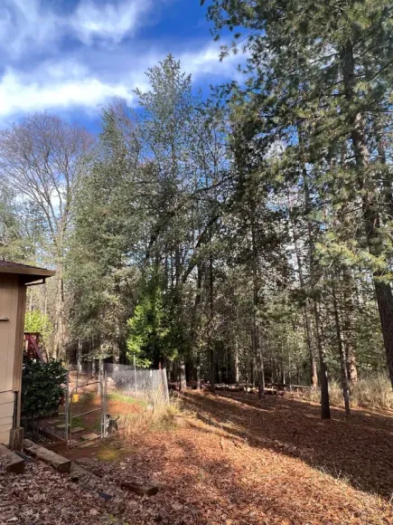 Serene Forest and Backyard View
