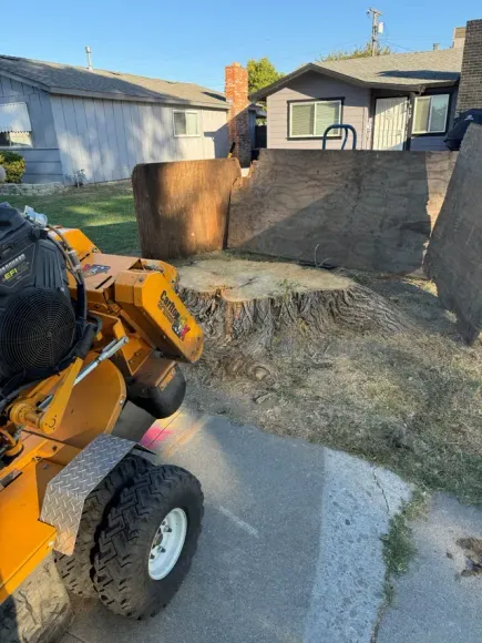Stump Grinding in Progress
