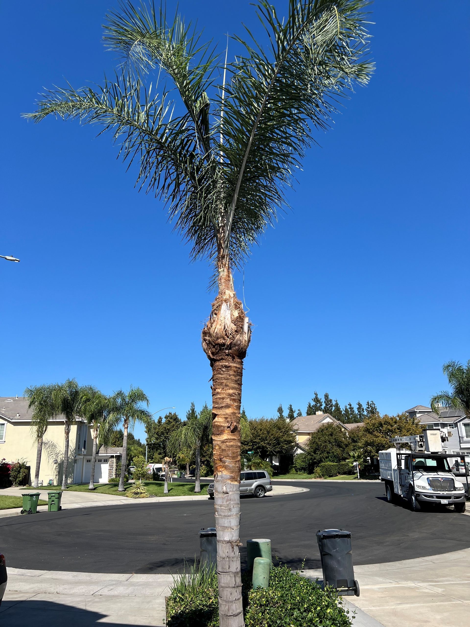 Palm Tree Pruning in Stockton, CA - FC Valley Tree Care Inc.