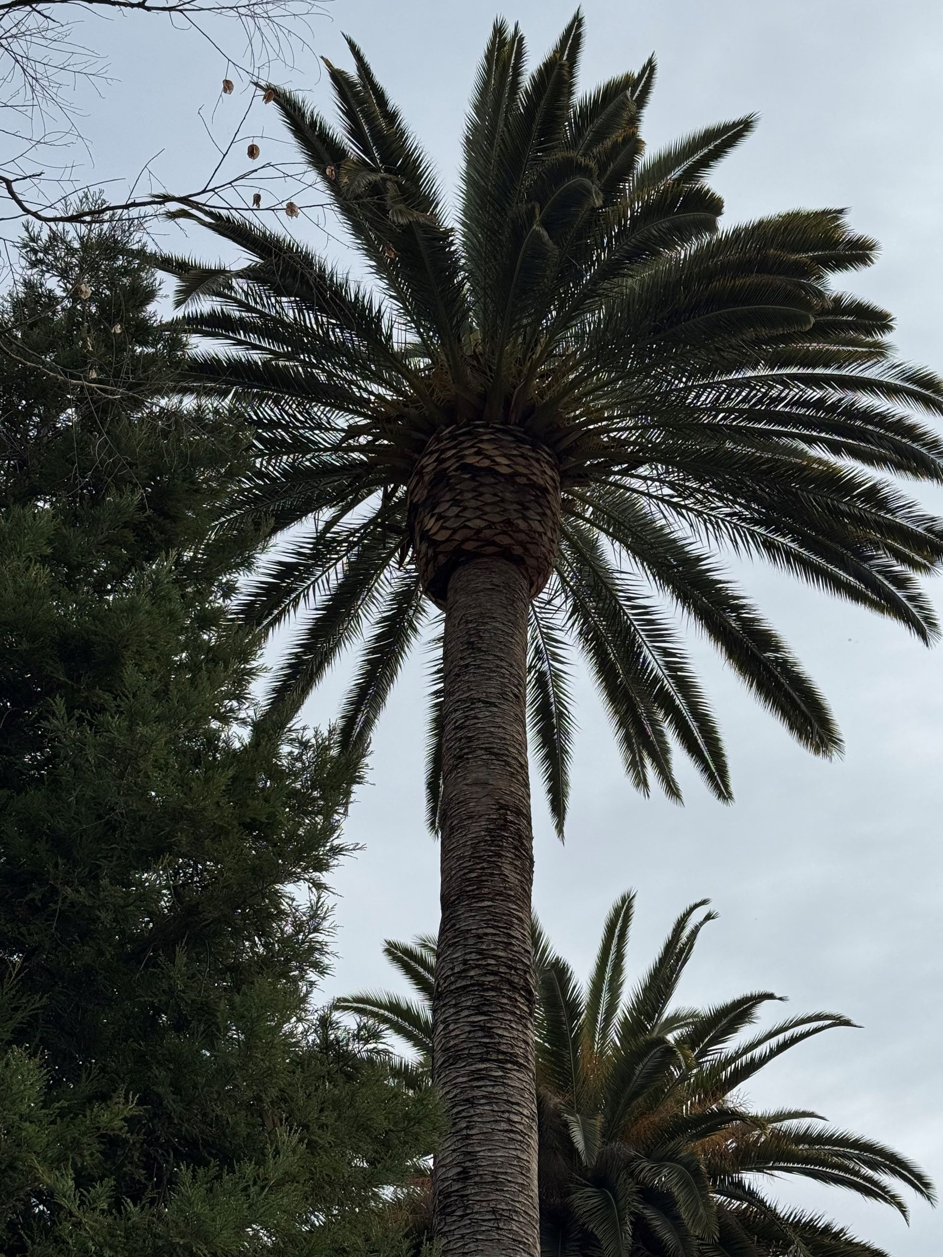 Palm Tree Pruning in Stockton, CA - FC Valley Tree Care Inc.