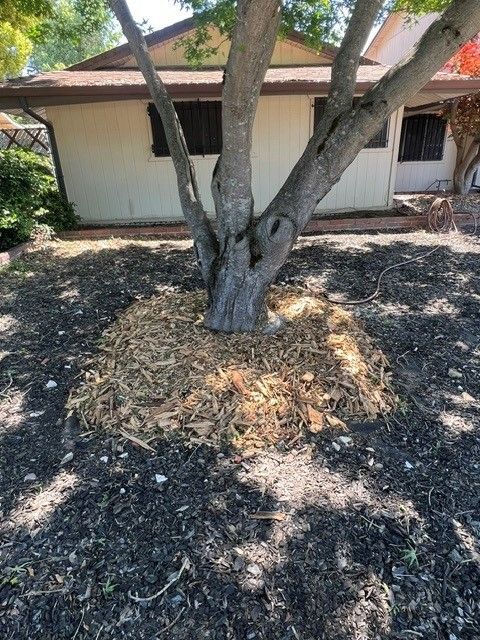 Tree trunk with a ring of mulch against a light-colored building background.
