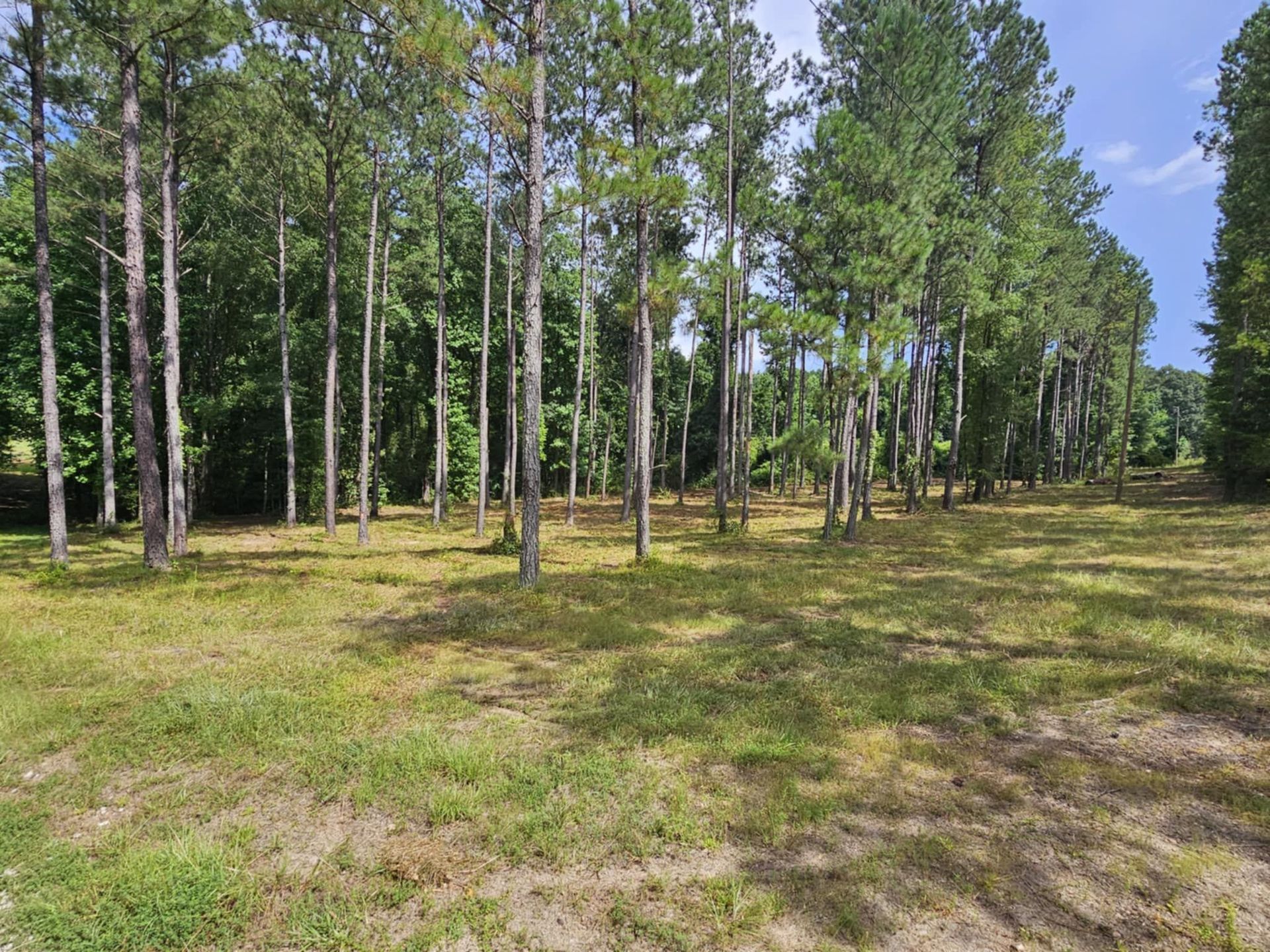 Sunny birch grove with tall slender trees and sparse grass under a blue sky