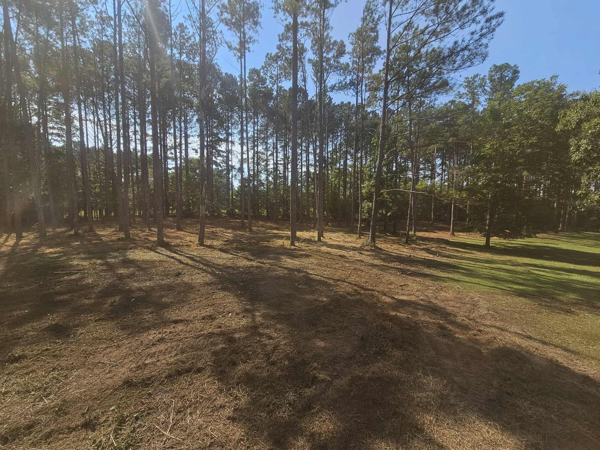 Sunlit pine forest with long shadows and a sandy dirt clearing