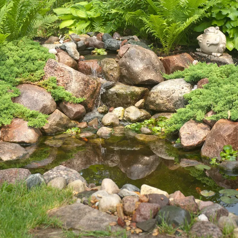 Garden pond with rocks, lush ferns, and a small waterfall reflection
