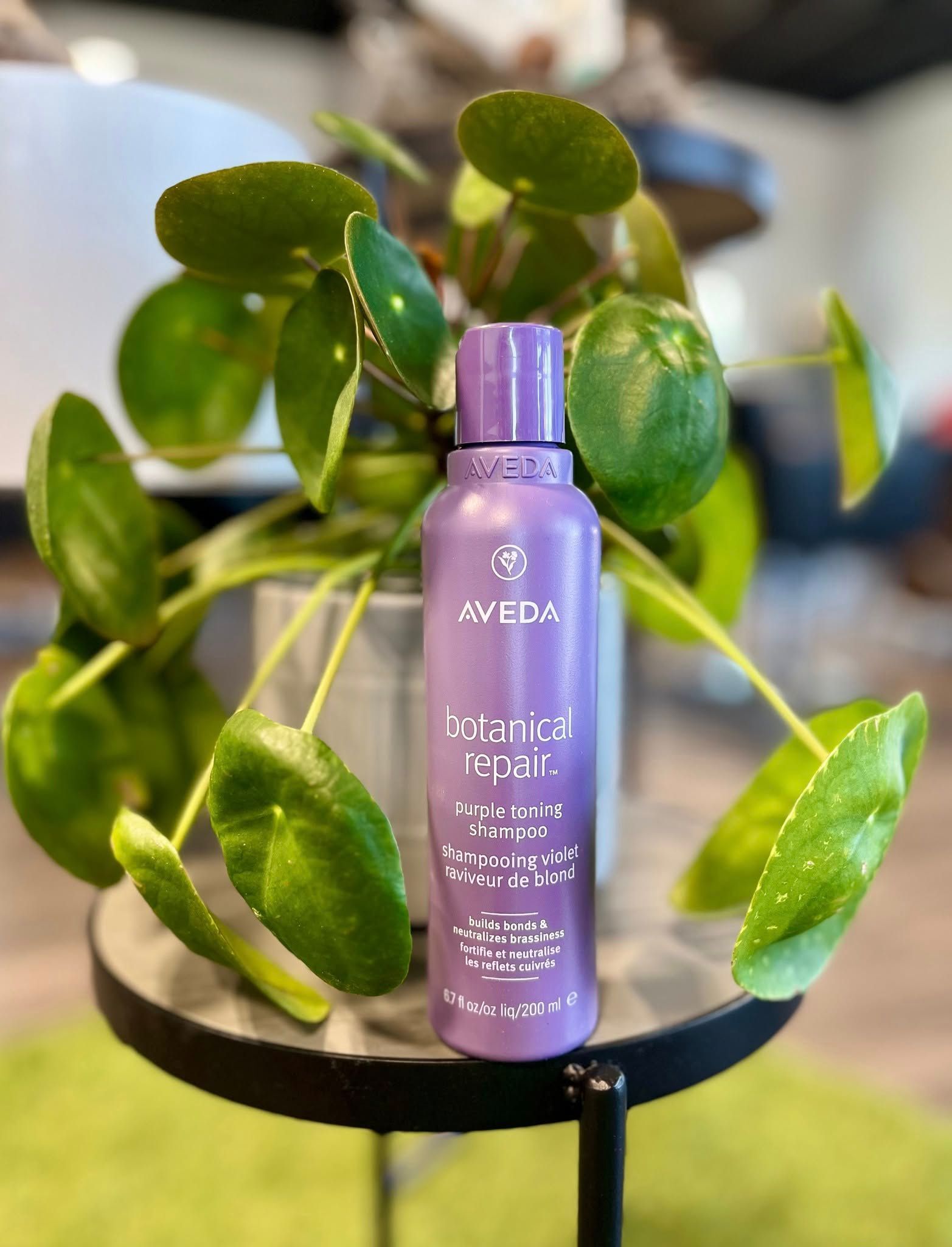 A lavender Aveda Botanical Repair shampoo bottle stands on a small black table in front of a green Pilea plant.