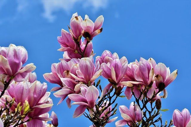 BENVENUTA PRIMAVERA