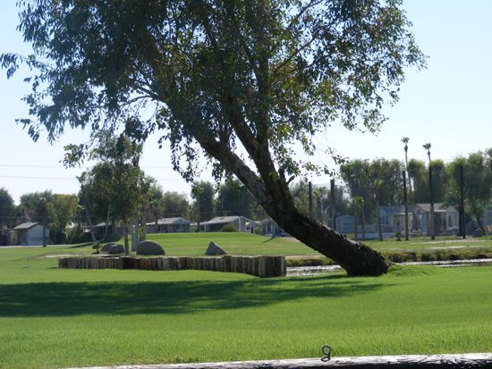 Leaning tree in a grassy park with small pond, buildings, and a clear sky in the background.