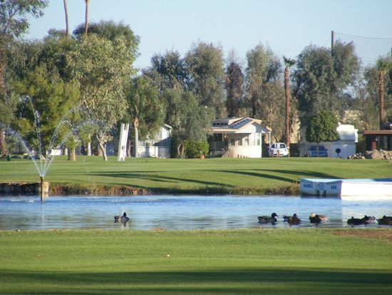 Ducks swim in a pond on a sunny day. Houses are visible on the green grassy bank.