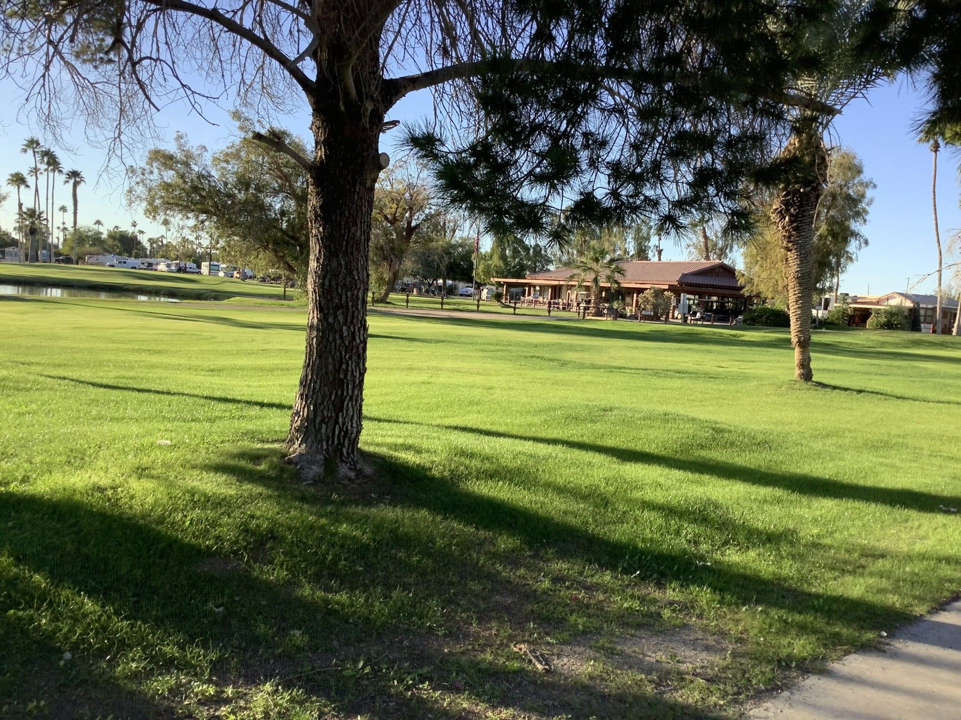 Green grassy park with trees, buildings in the background, and shadows cast by the sun.