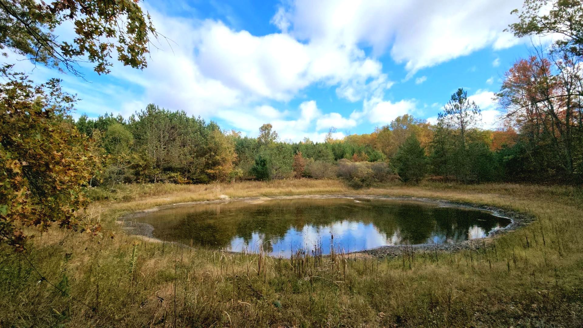 Small pond reflecting clouds, surrounded by autumn trees and grassy field under a blue sky.