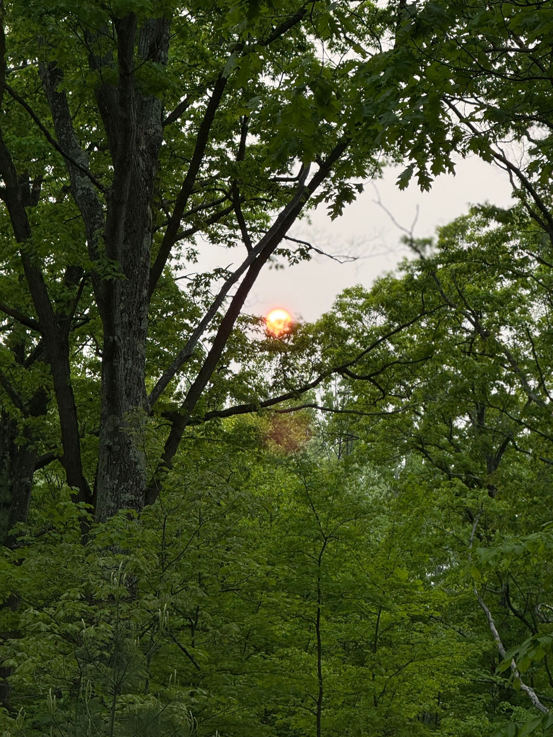 Sun setting through dense green trees in a forested landscape