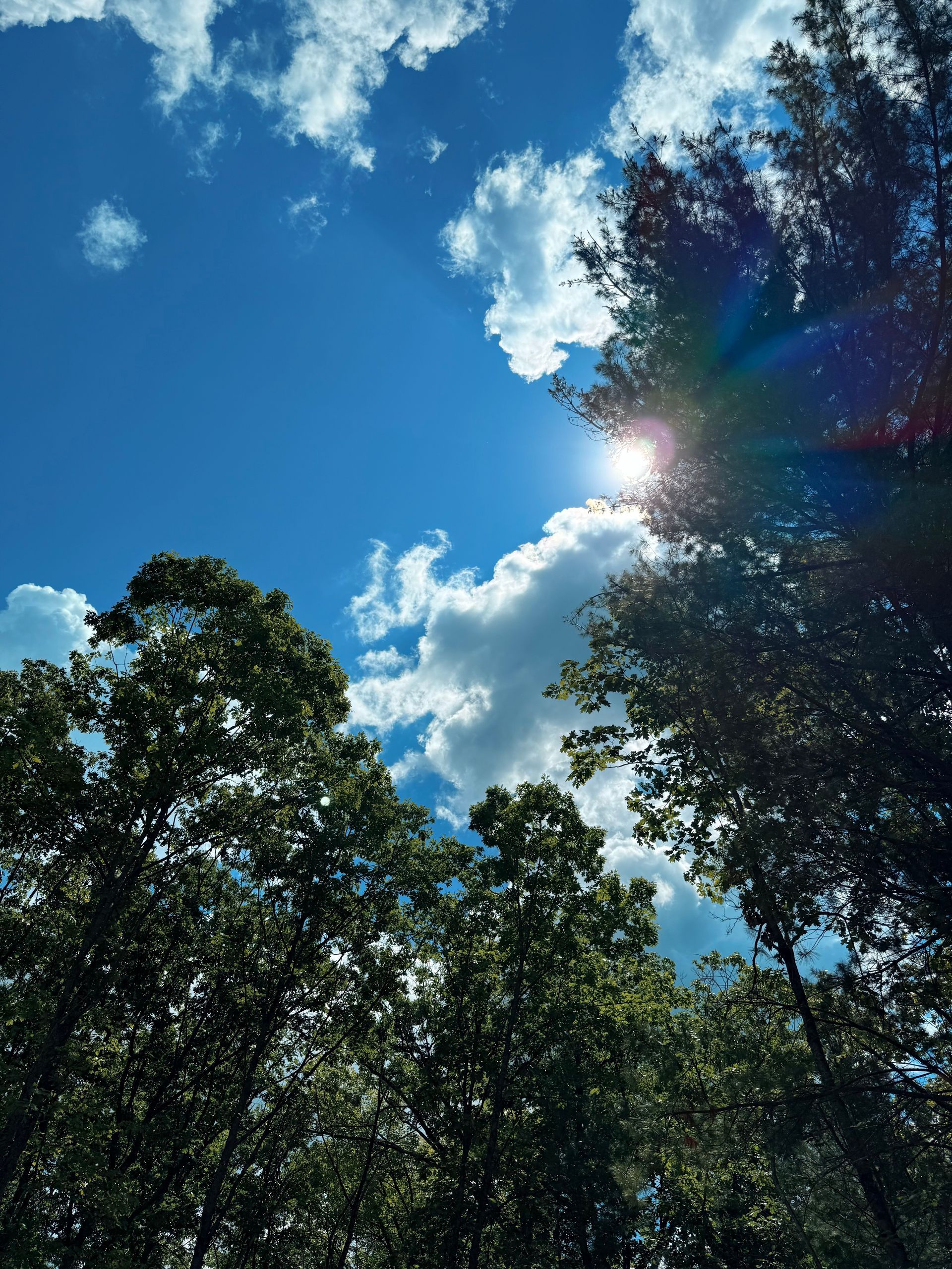 Blue sky with bright sun, white clouds, and treetops framing the scene