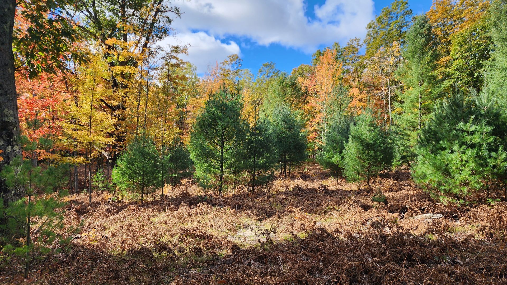 Autumn forest with green and orange trees under a bright blue sky