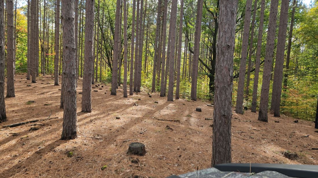 Sparse pine forest with tall trees, dry sandy ground, and a few rocks on a wooded trail.