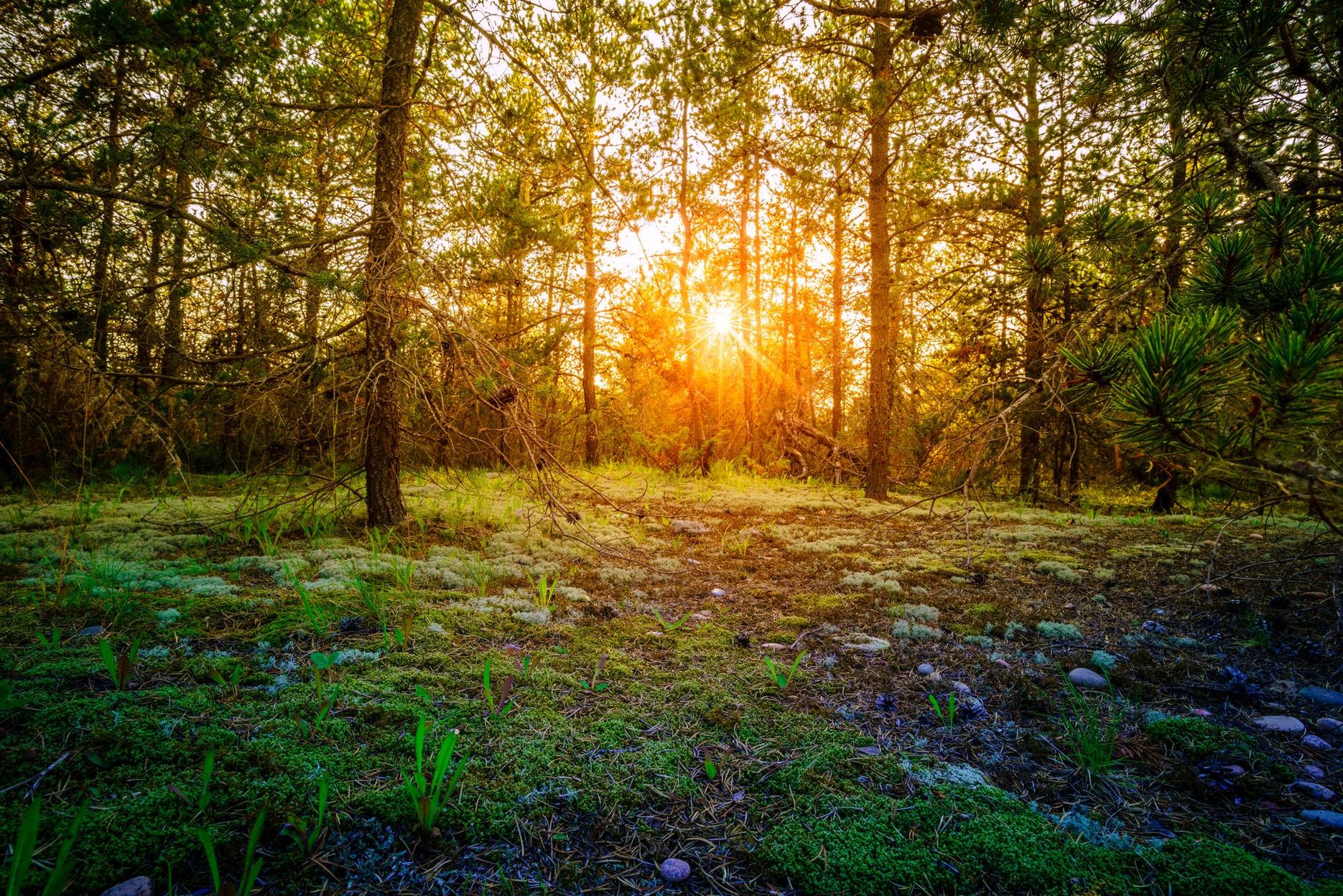 Sunrise shining through tall trees in a forest clearing with green mossy ground