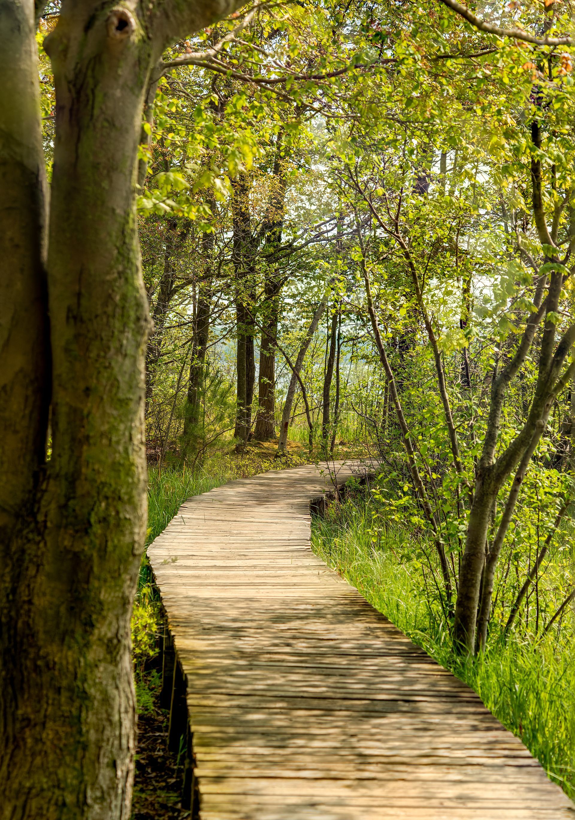 Wooden boardwalk winding through a sunlit forest with green trees and grass