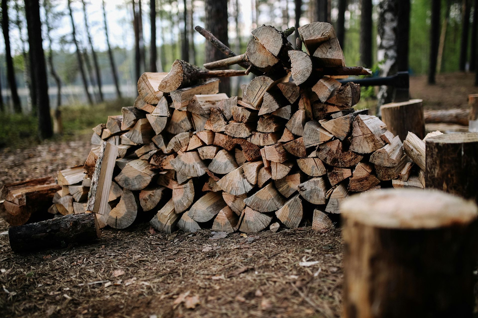 Stack of chopped firewood in a forest clearing, with tree stumps in the foreground.
