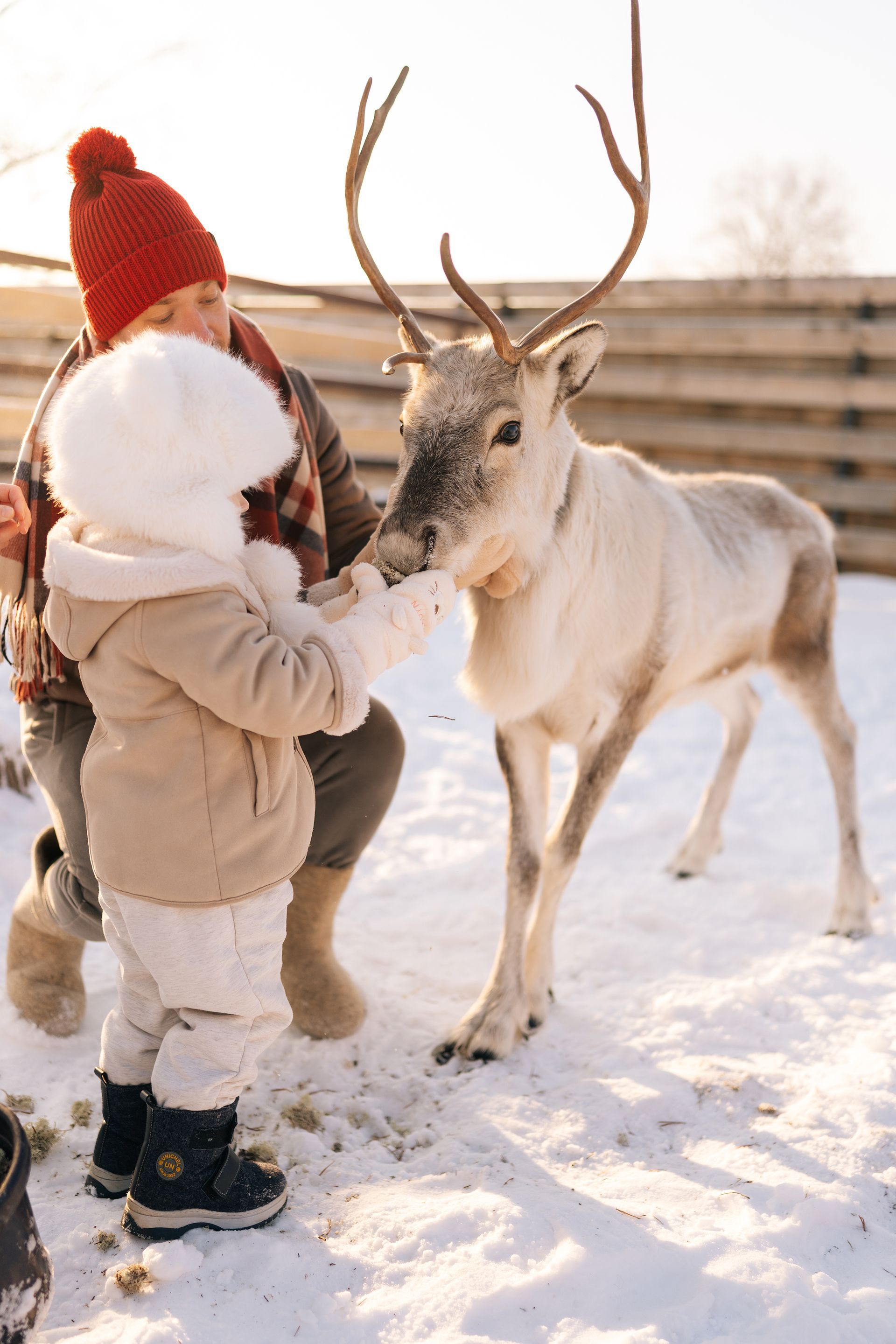 Child in a red hat feeding a reindeer in a snowy outdoor setting