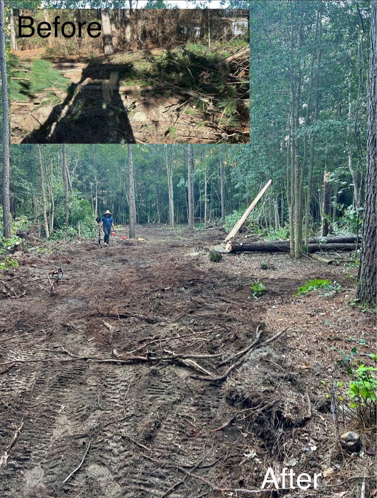 Forest clearing.