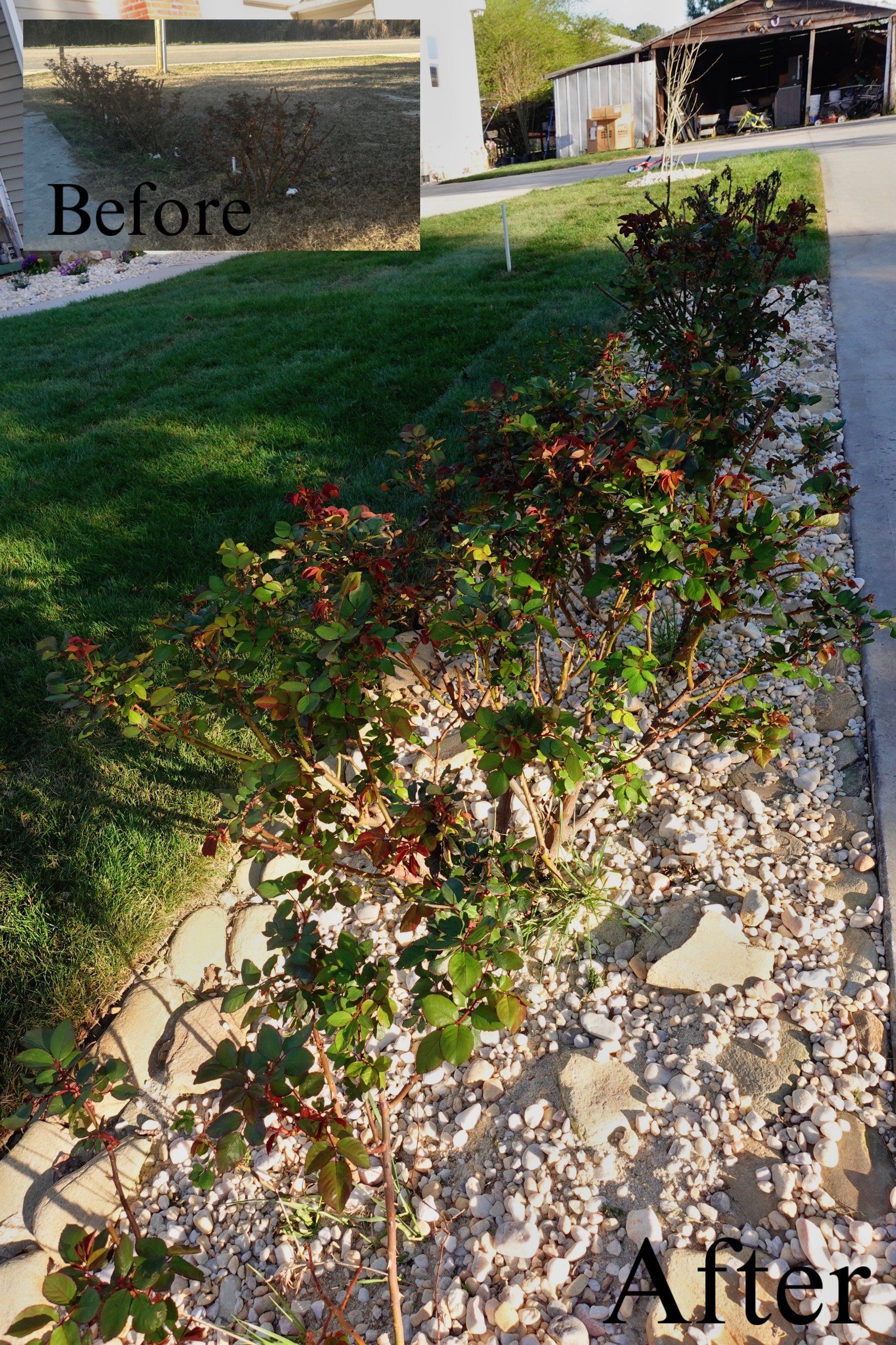 Before and after of a landscape bed. The 