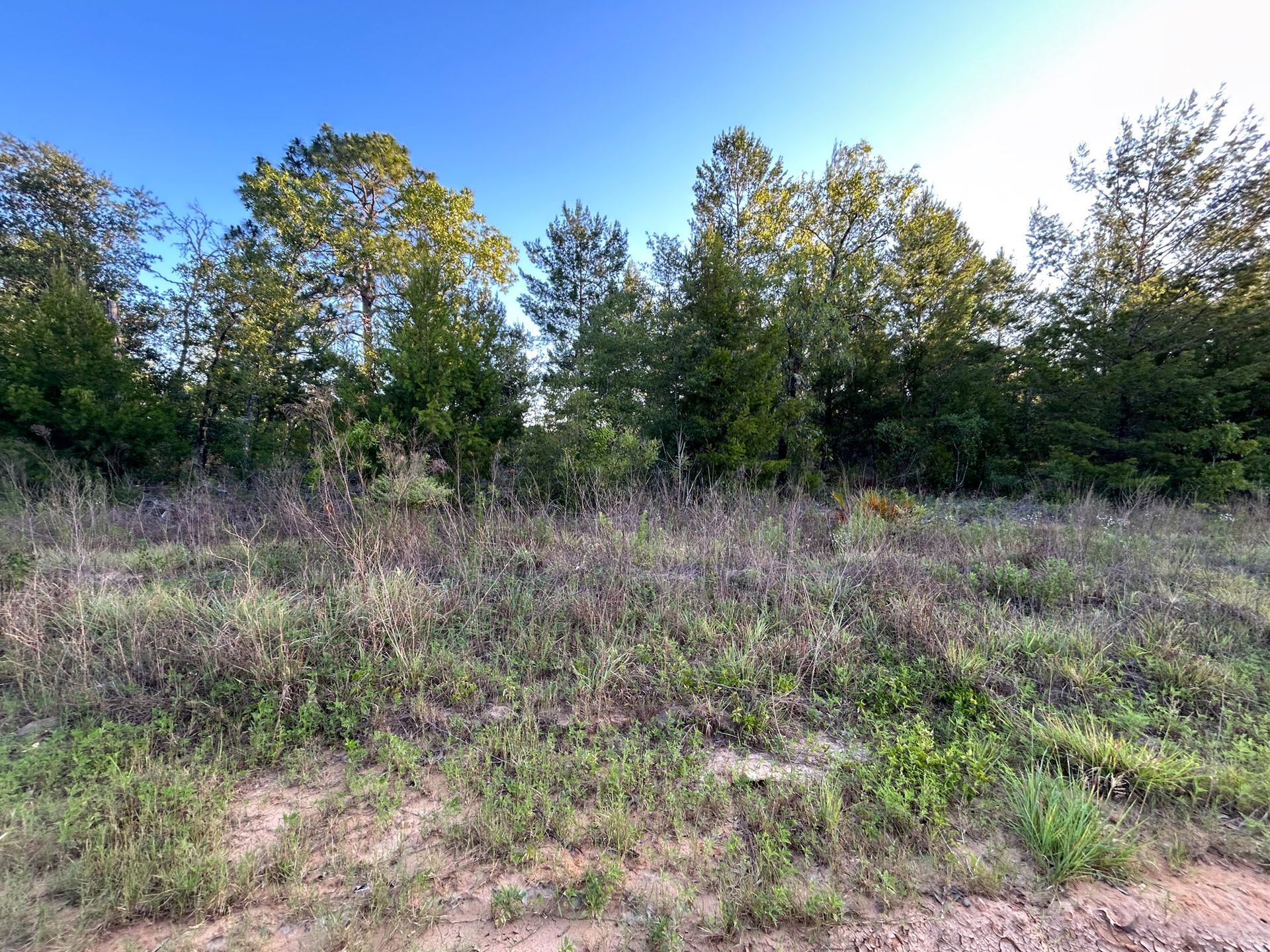 Grassy field with trees under a blue sky. Sunlight bathes the trees' green and brown foliage.