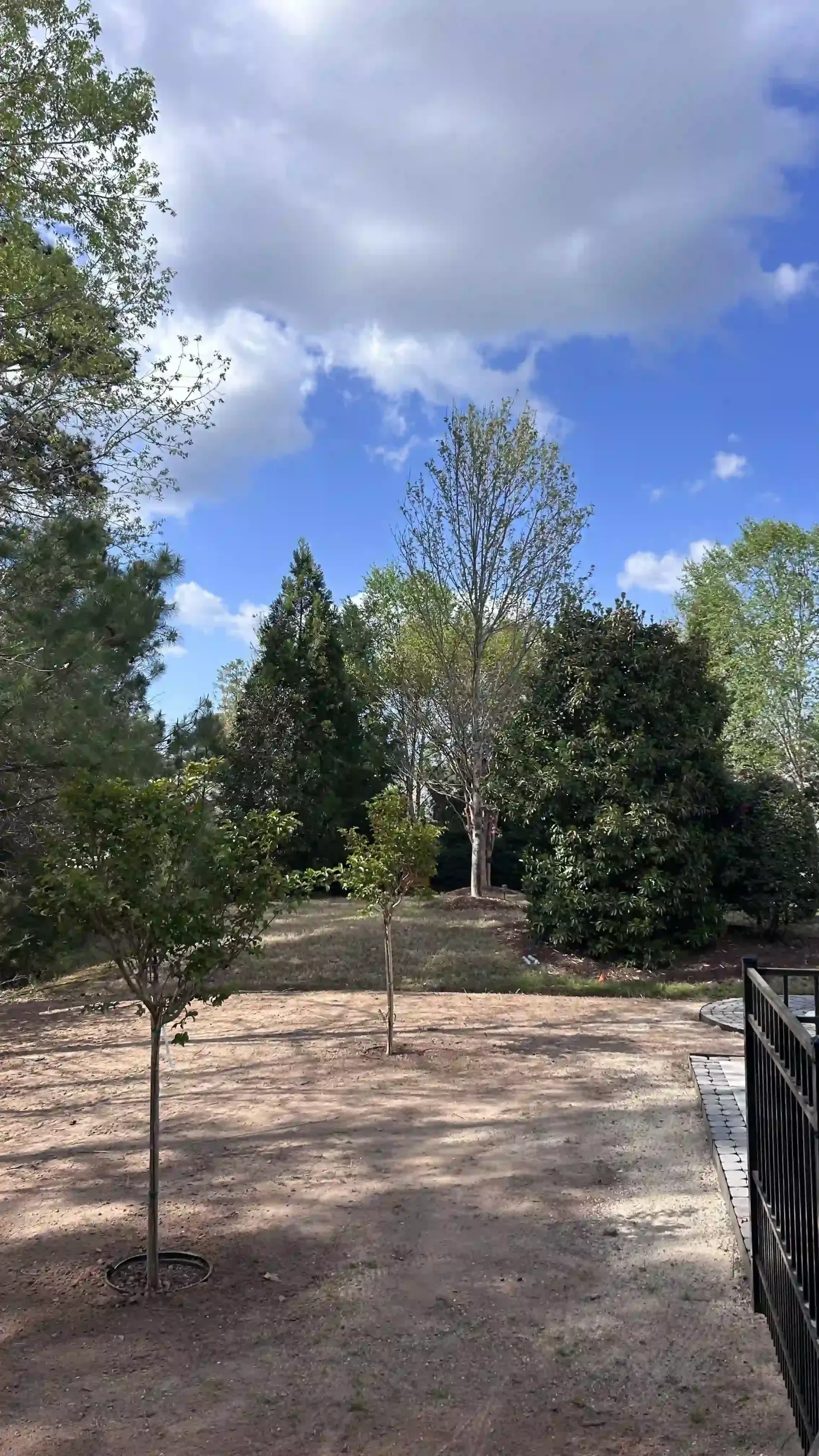 Sunny garden path with trees and a partly cloudy blue sky