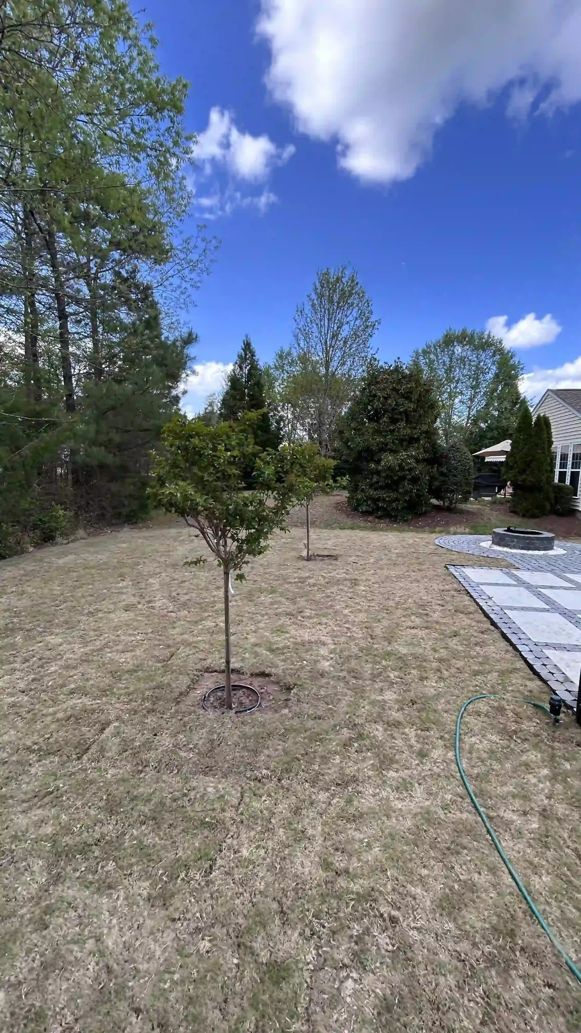 Young tree in a dry backyard under a blue sky, with a patio and hose on the right.