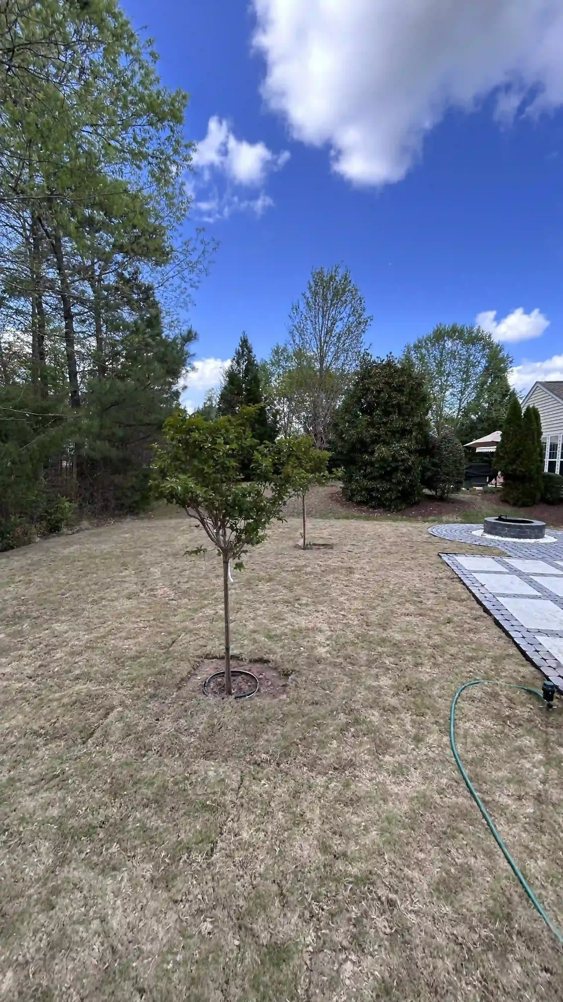 Young tree in a dry yard under a blue sky, with tall trees and a walkway on the right.