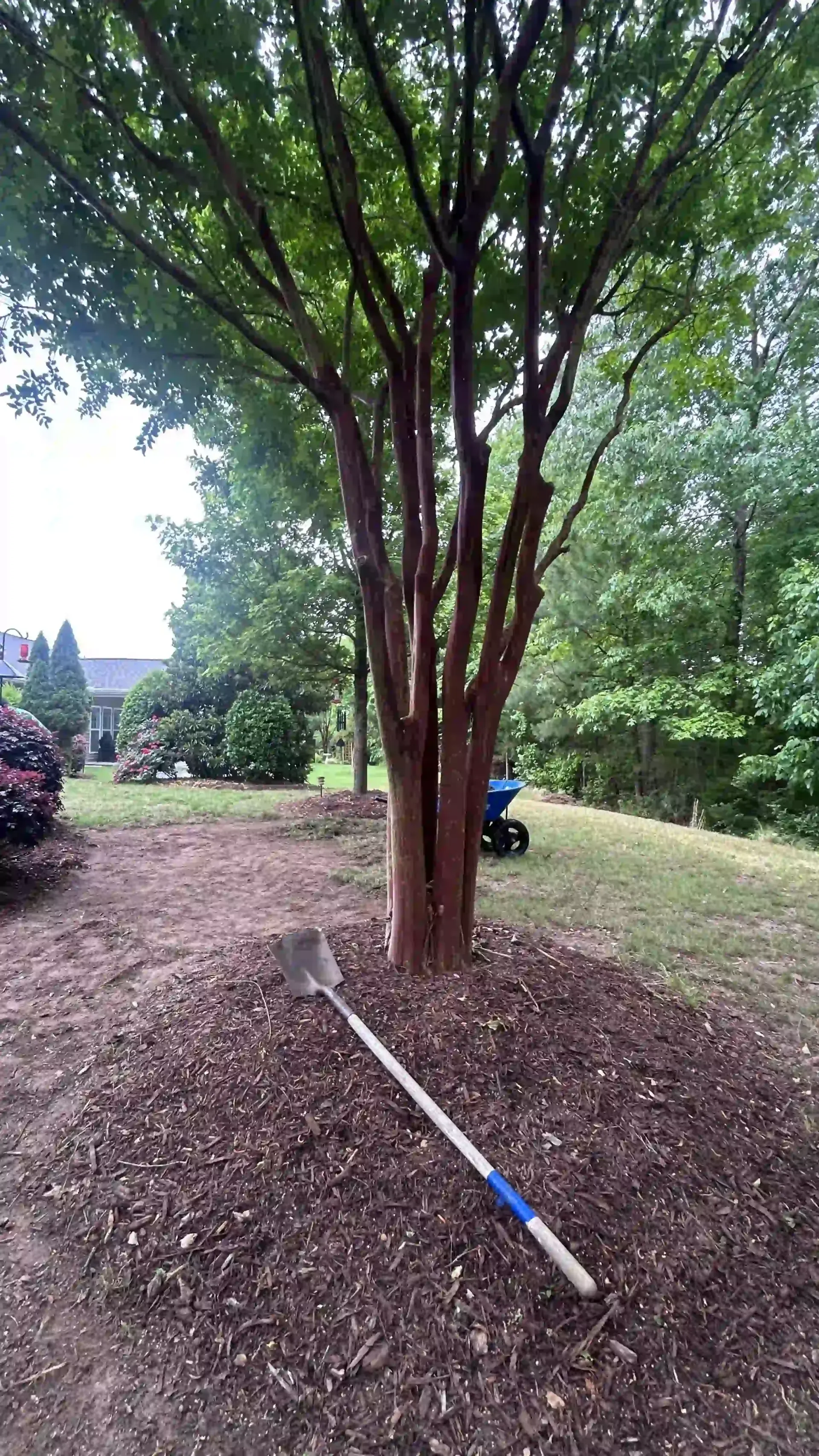 Multi-trunk tree in a yard with a fallen white pole on the ground and a wheelbarrow in the background