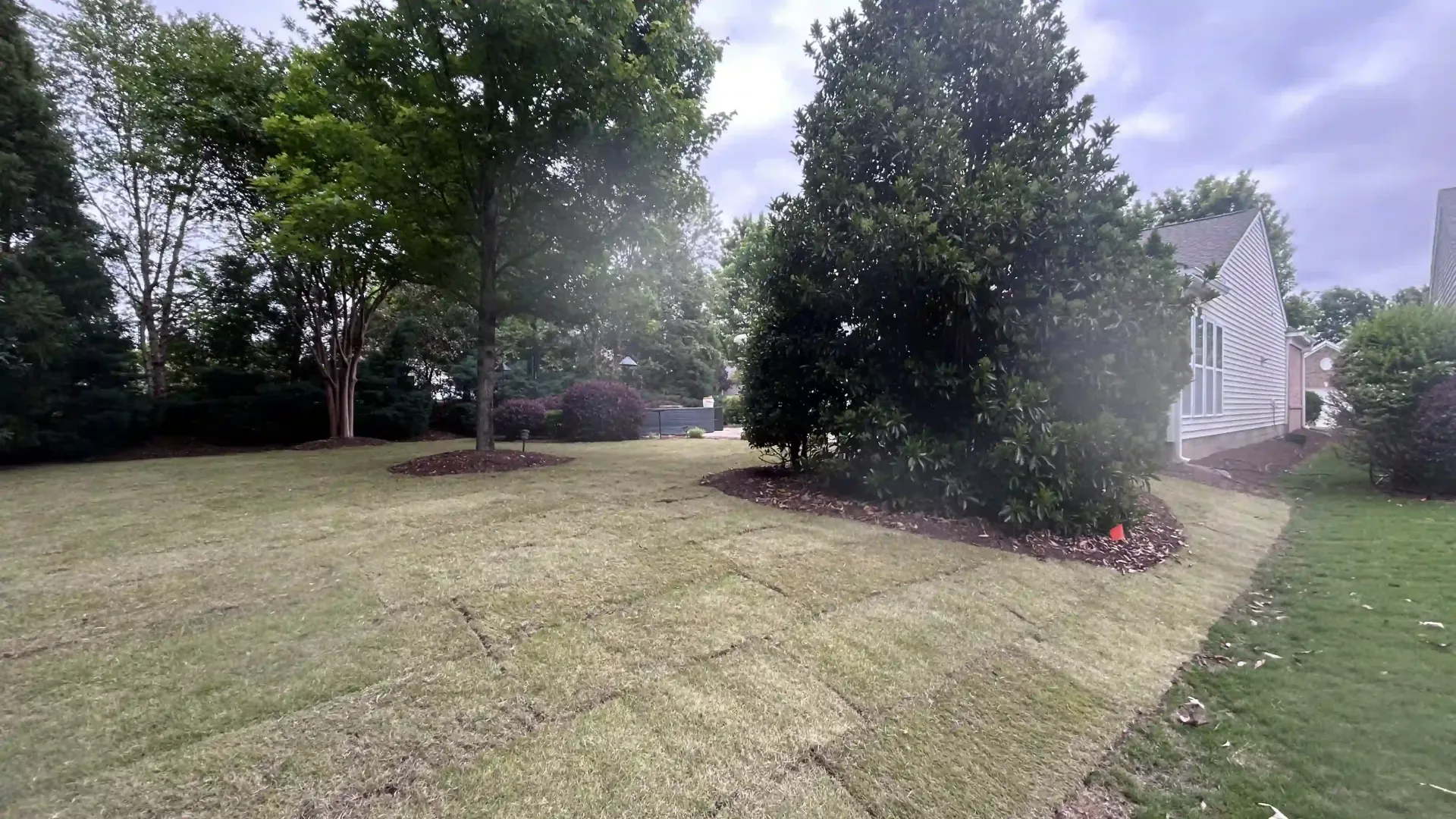 Sunny backyard lawn with trees, shrubs, and a white house along the right side