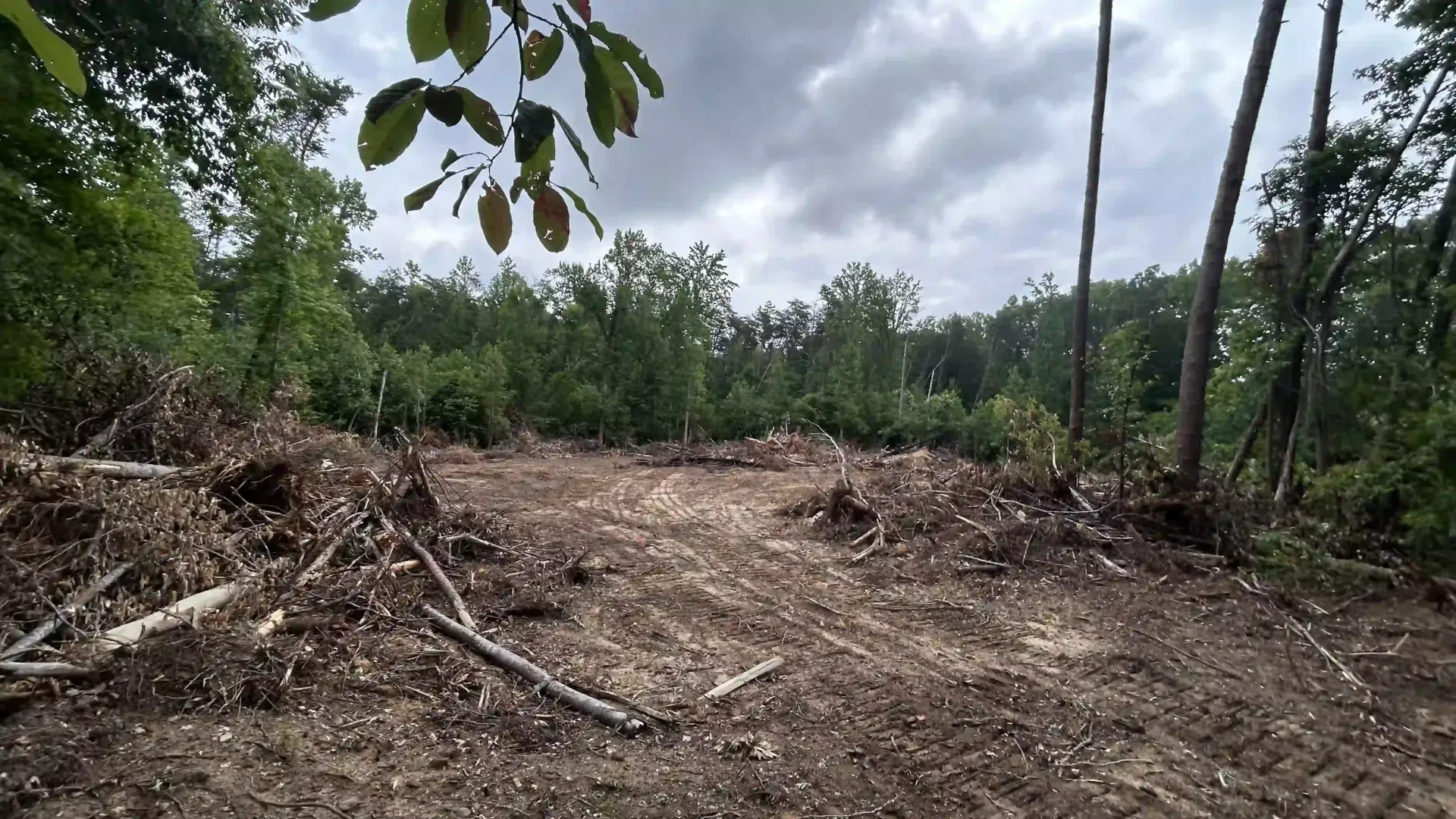 Cleared forest area with cut branches and tree stumps under a cloudy sky