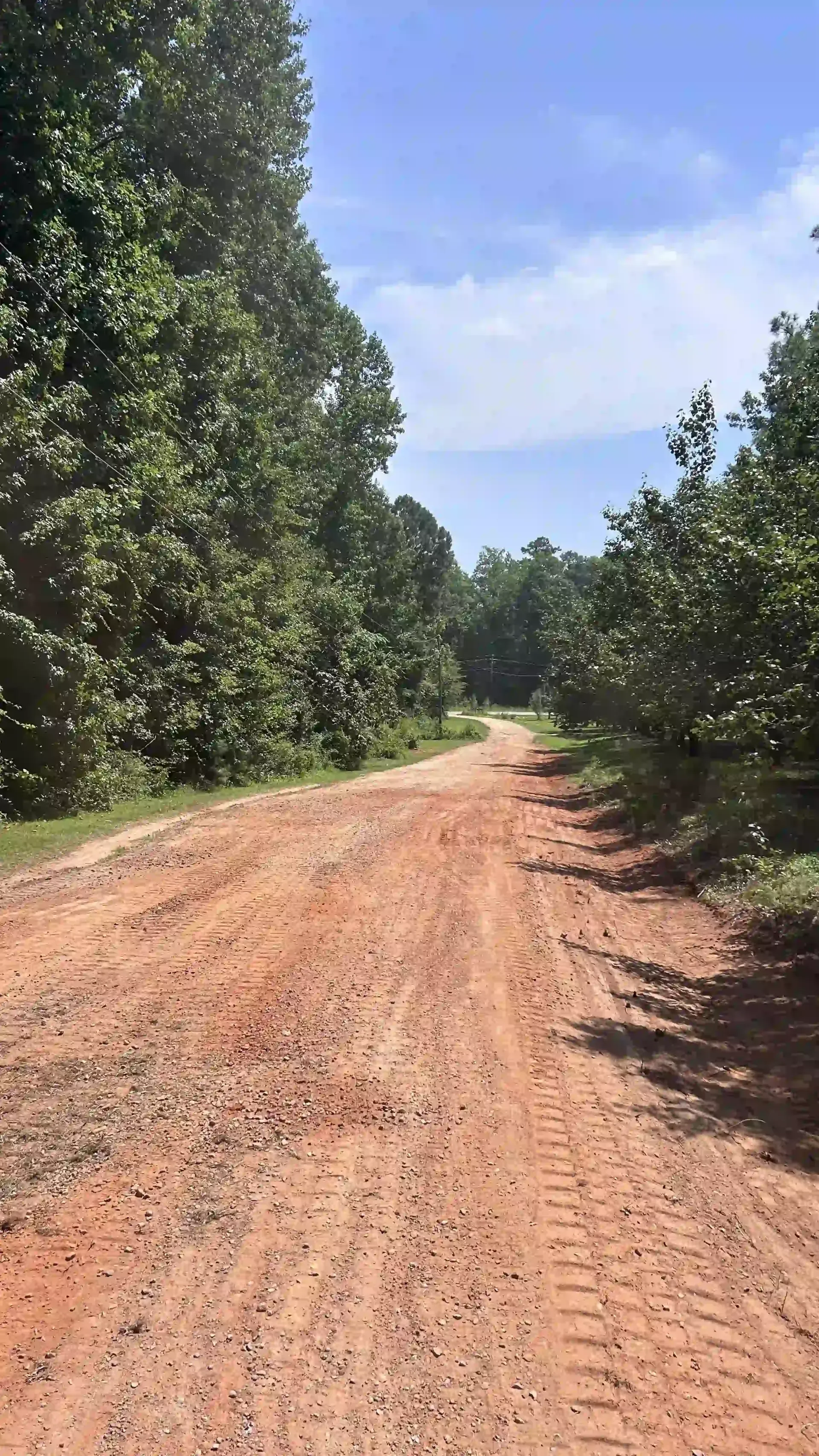 Dirt road through dense green trees under a clear blue sky
