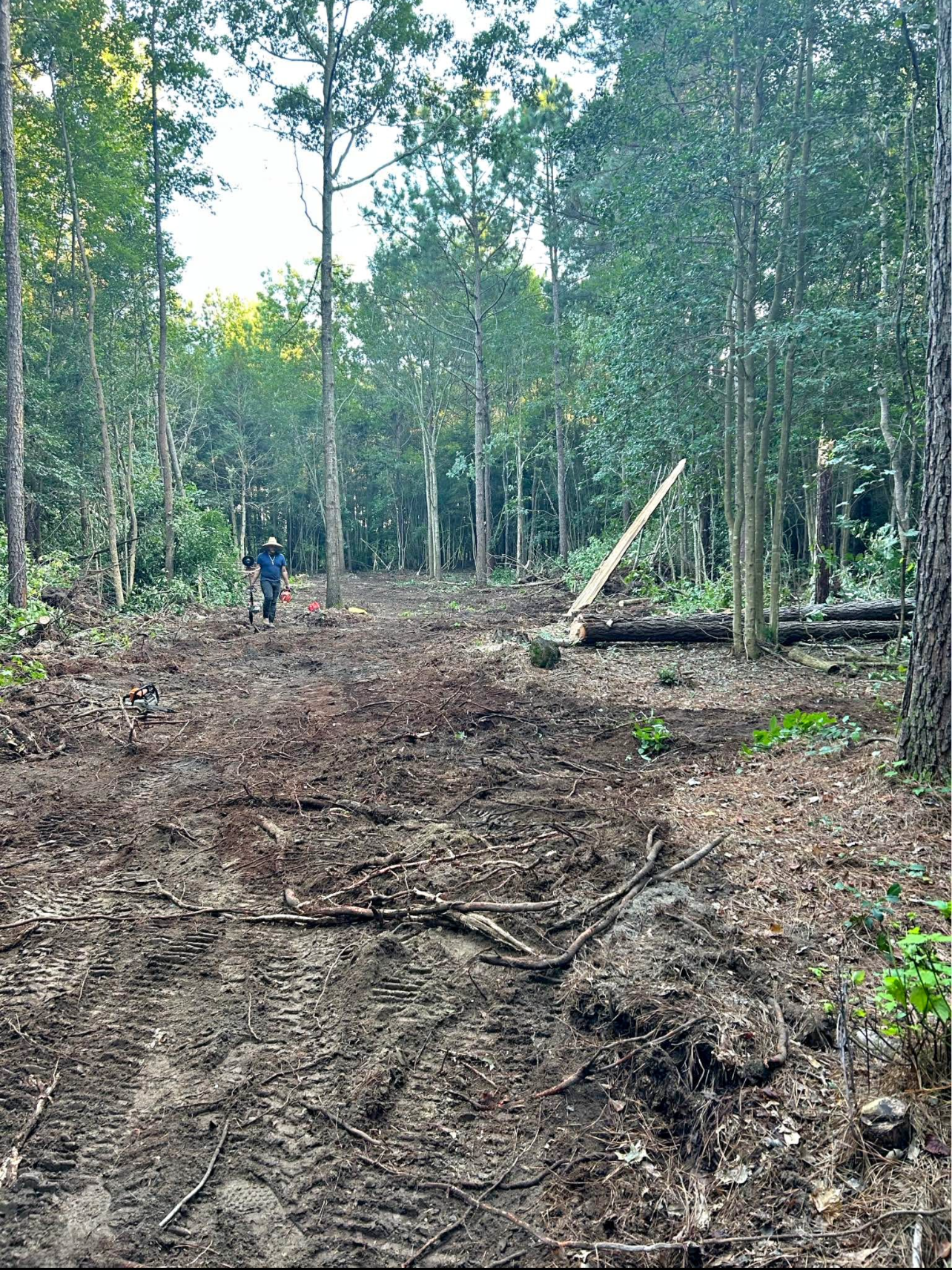 Clearing in a forest with a person standing on it. Trees surround the cleared area, logs and debris are present.