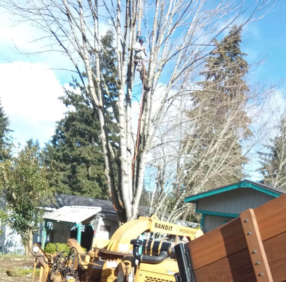 A large tree is being removed by a machine that says bennett