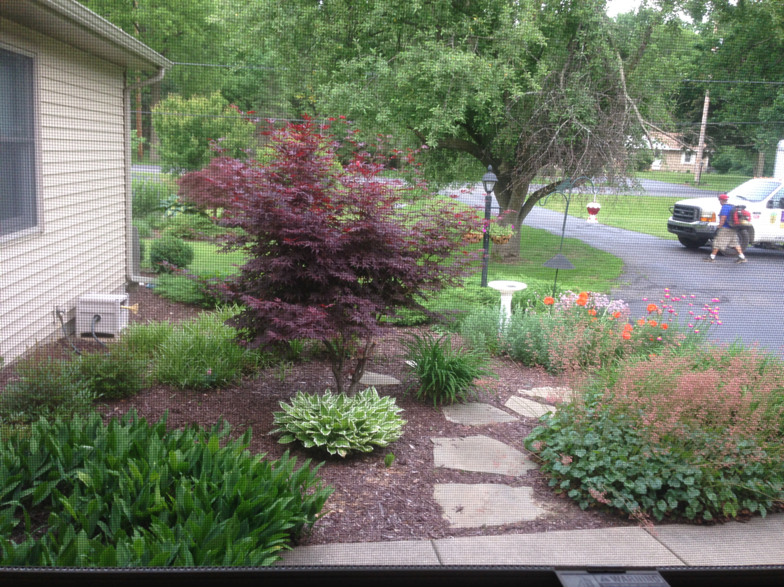Landscaped front yard with a Japanese maple, hostas, and stone path.