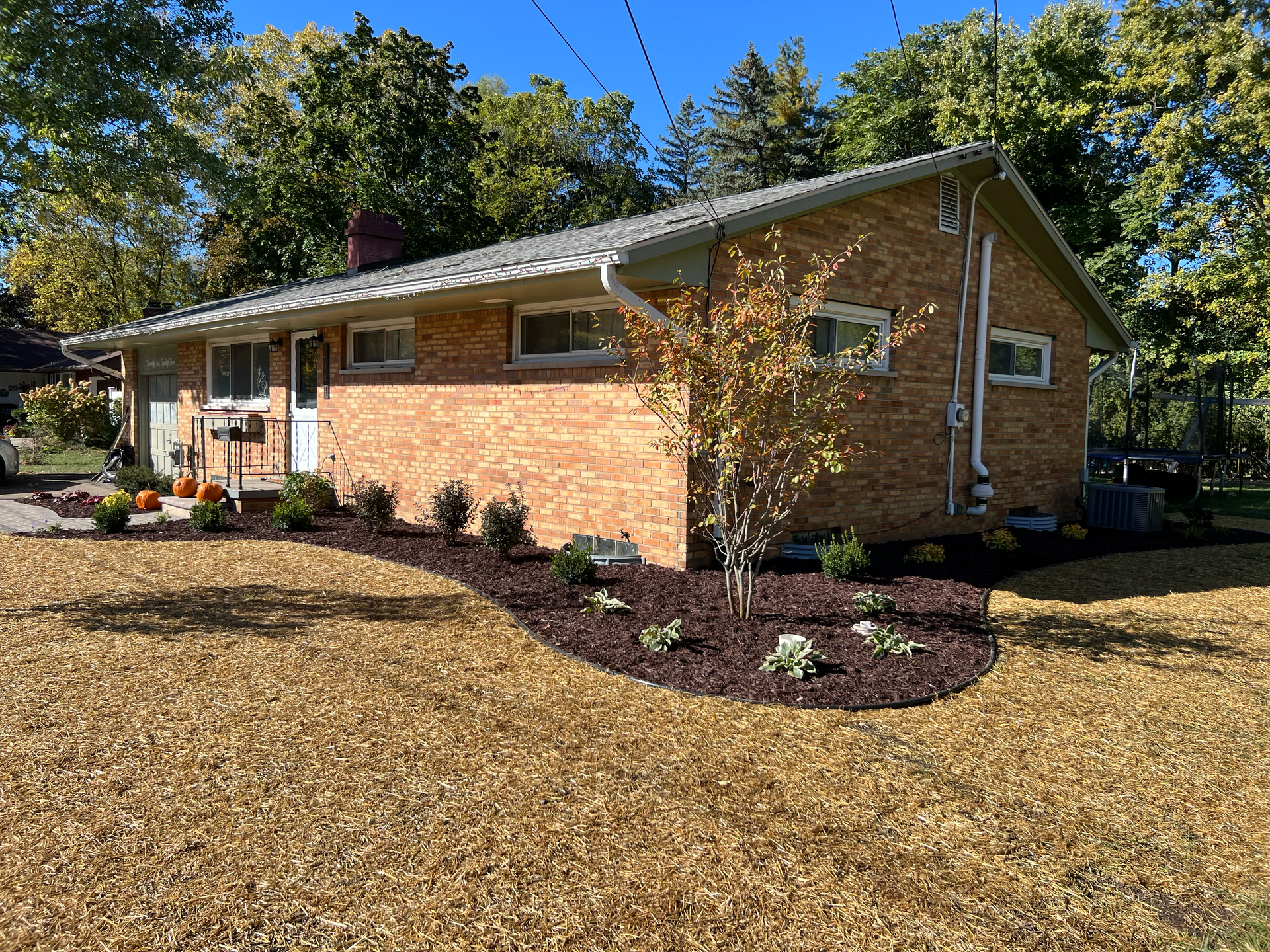 Brick house with new landscaping, mulch, and small tree. Fall day with blue sky.