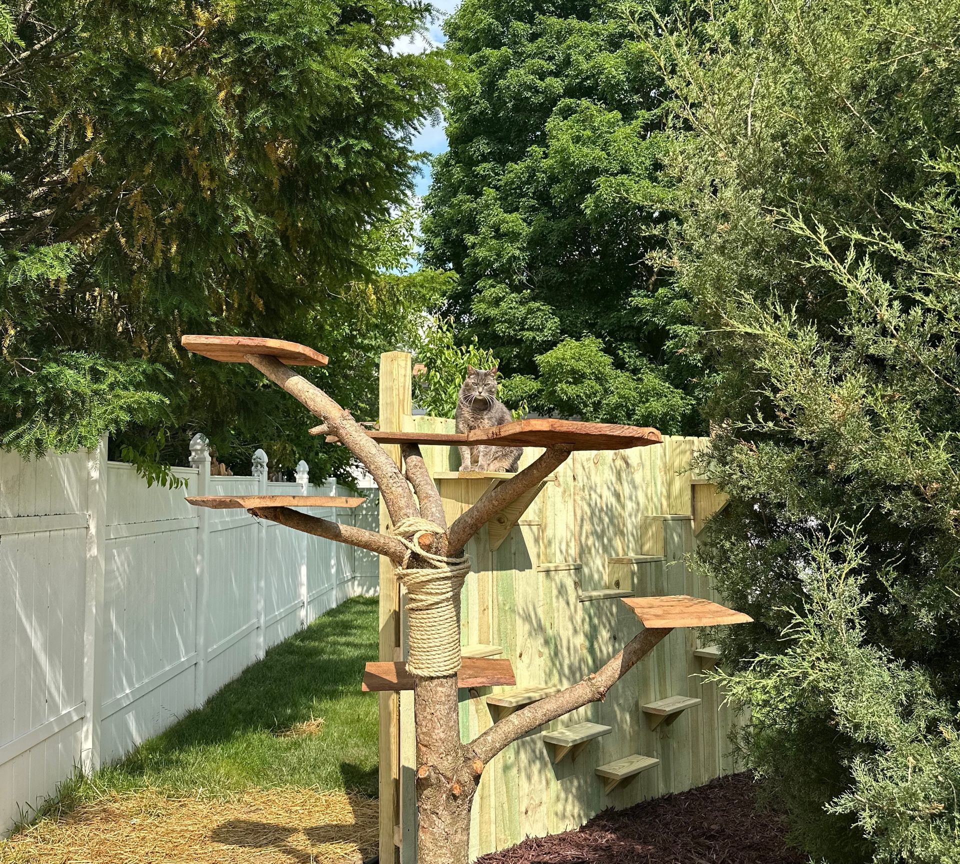 Cat on outdoor cat tree. The tree is near a fence with green trees and grass.