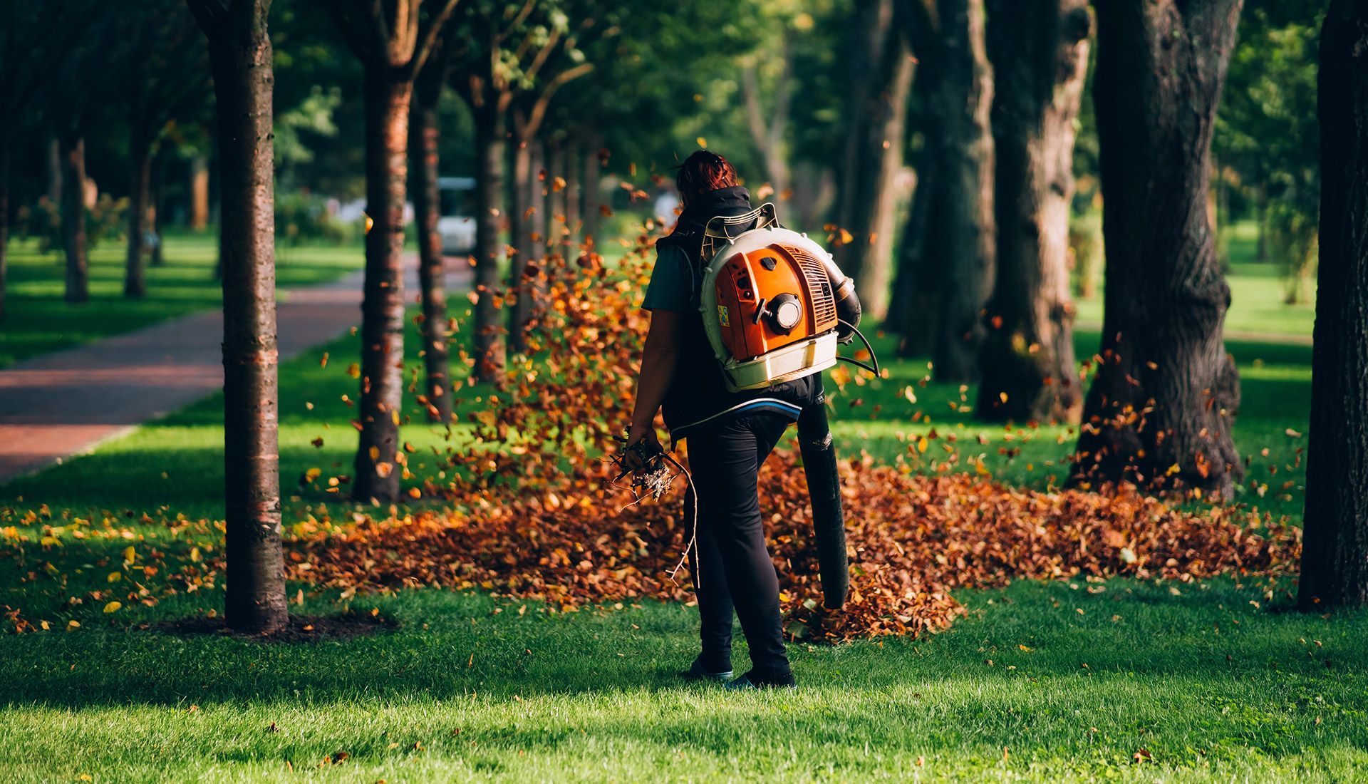Person using leaf blower to clear leaves on a grassy lawn with trees in a park setting.