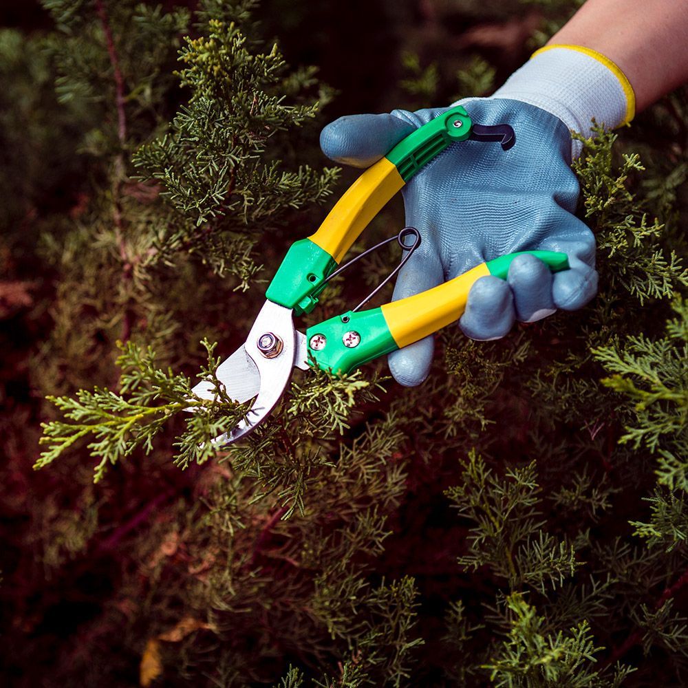 Gloved hand using pruning shears to trim green bush. Yellow and green shears, blue glove.