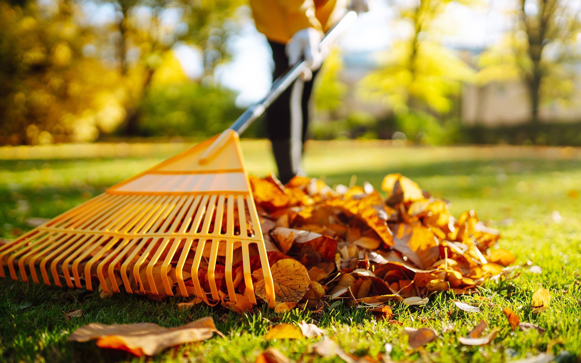 Person raking fallen autumn leaves on a sunny, green lawn.