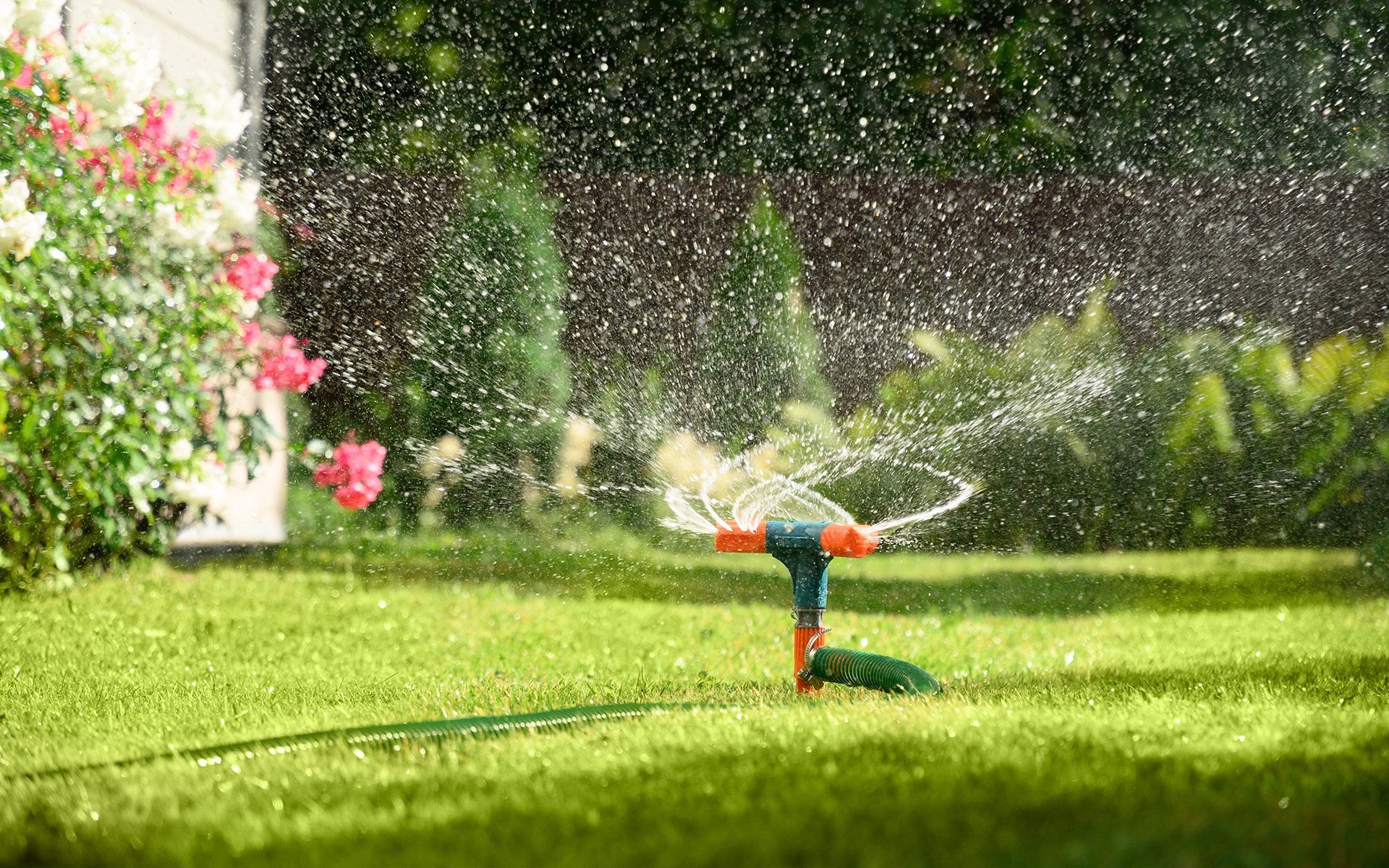 Sprinkler spraying water onto a green lawn, with pink flowers and a house in the background.