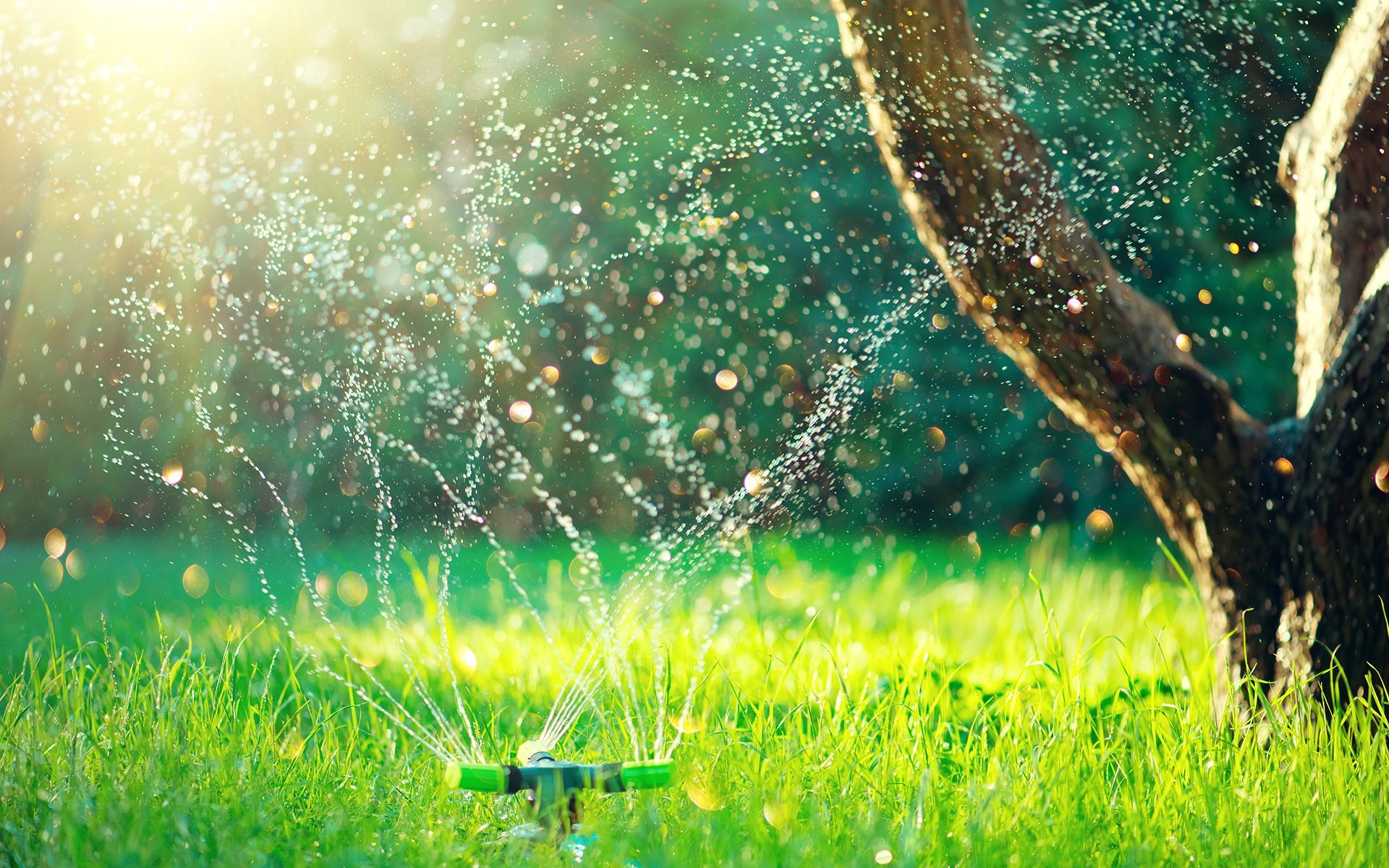 Sprinkler spraying water on green grass in a sunny garden, with a tree in the background.