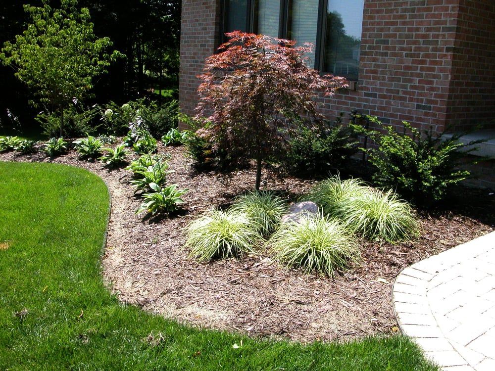 Landscaped flower bed with a small red-leafed tree and ornamental grasses in front of a brick house.