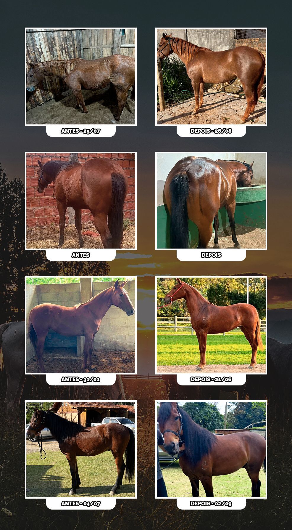 Resultados de cavalos antes e depois do EquiPrime, com melhora na musculatura e pelagem.