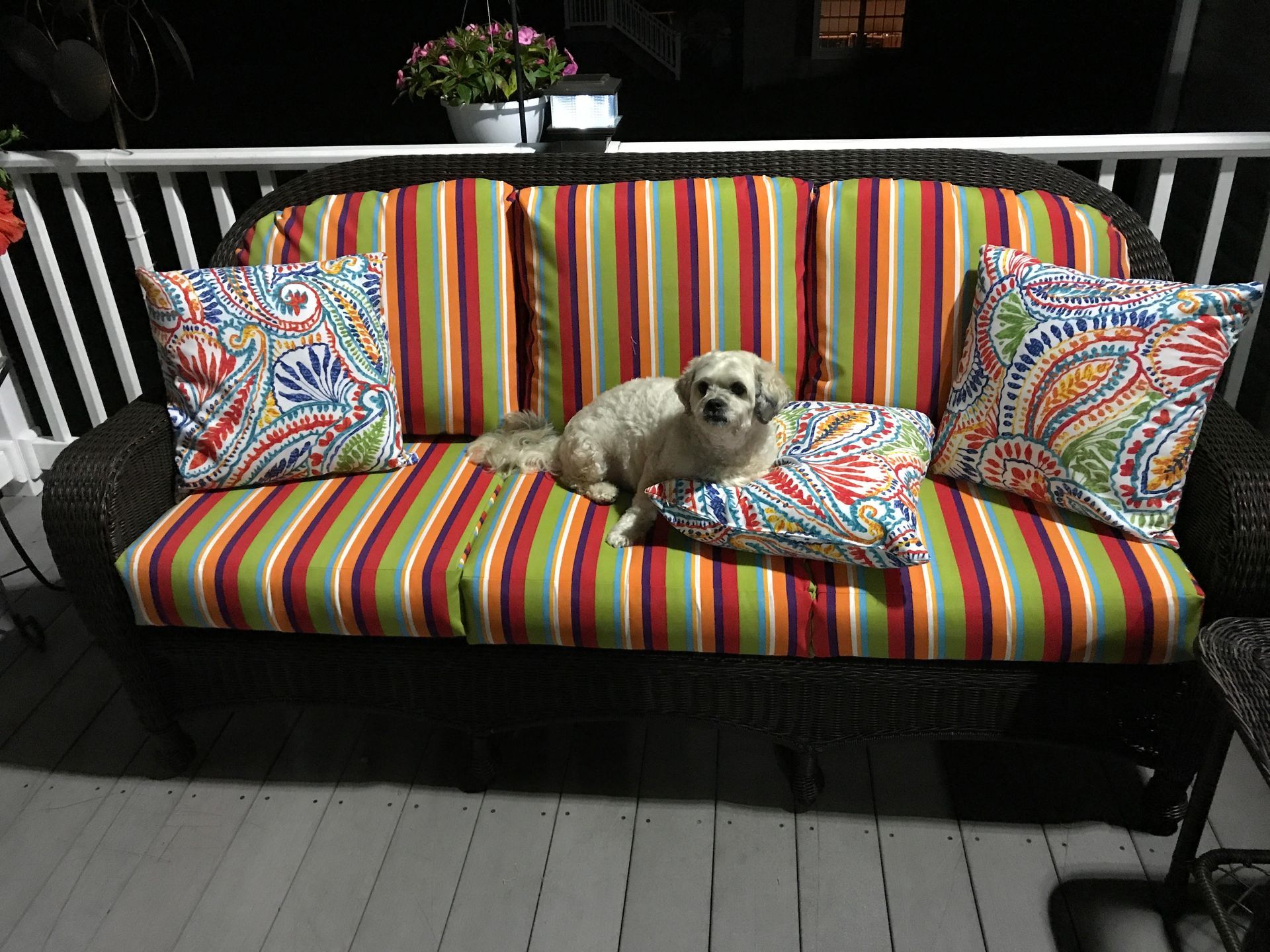 Small dog lying on a colorful striped couch with patterned pillows on a deck at night