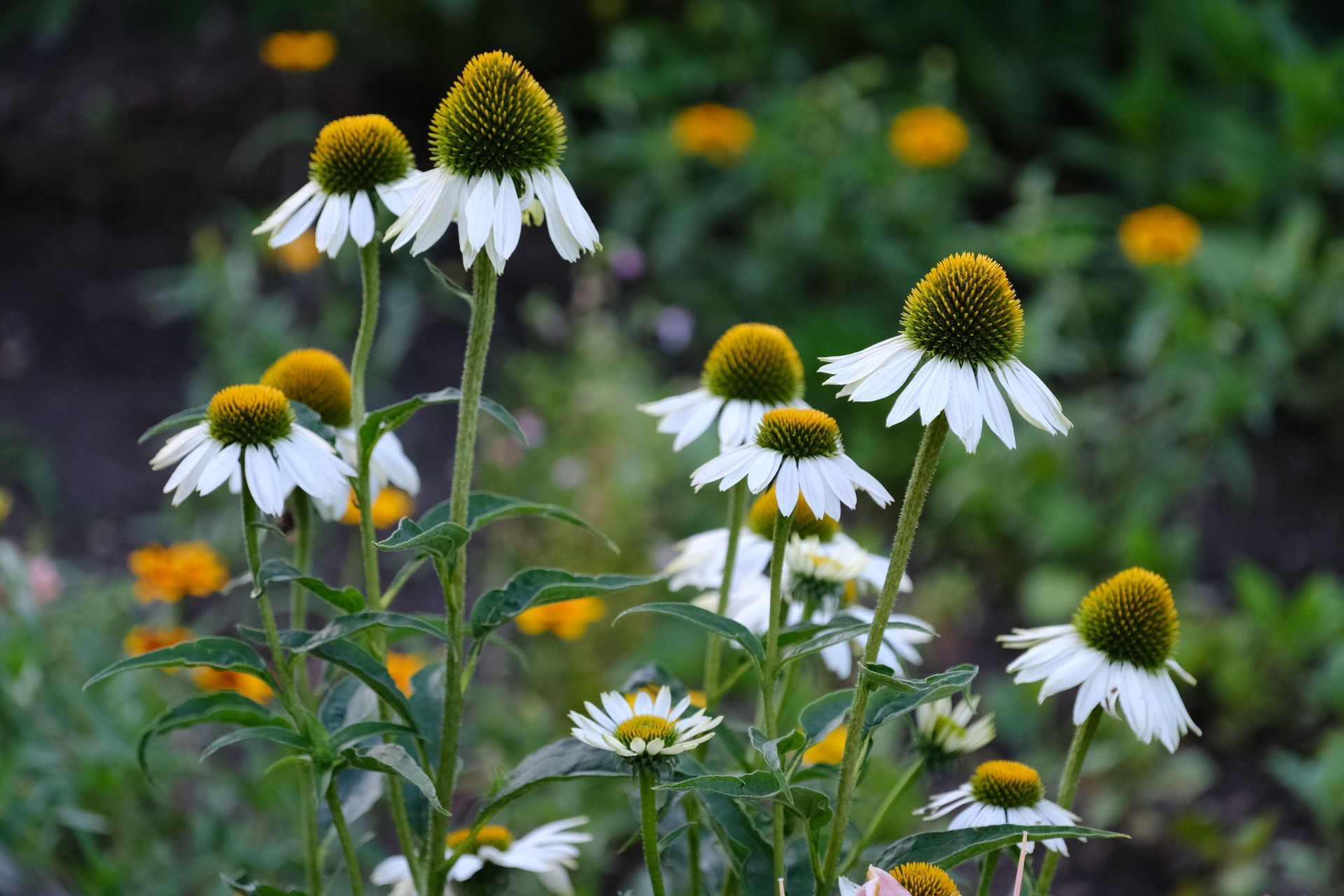 echinacea