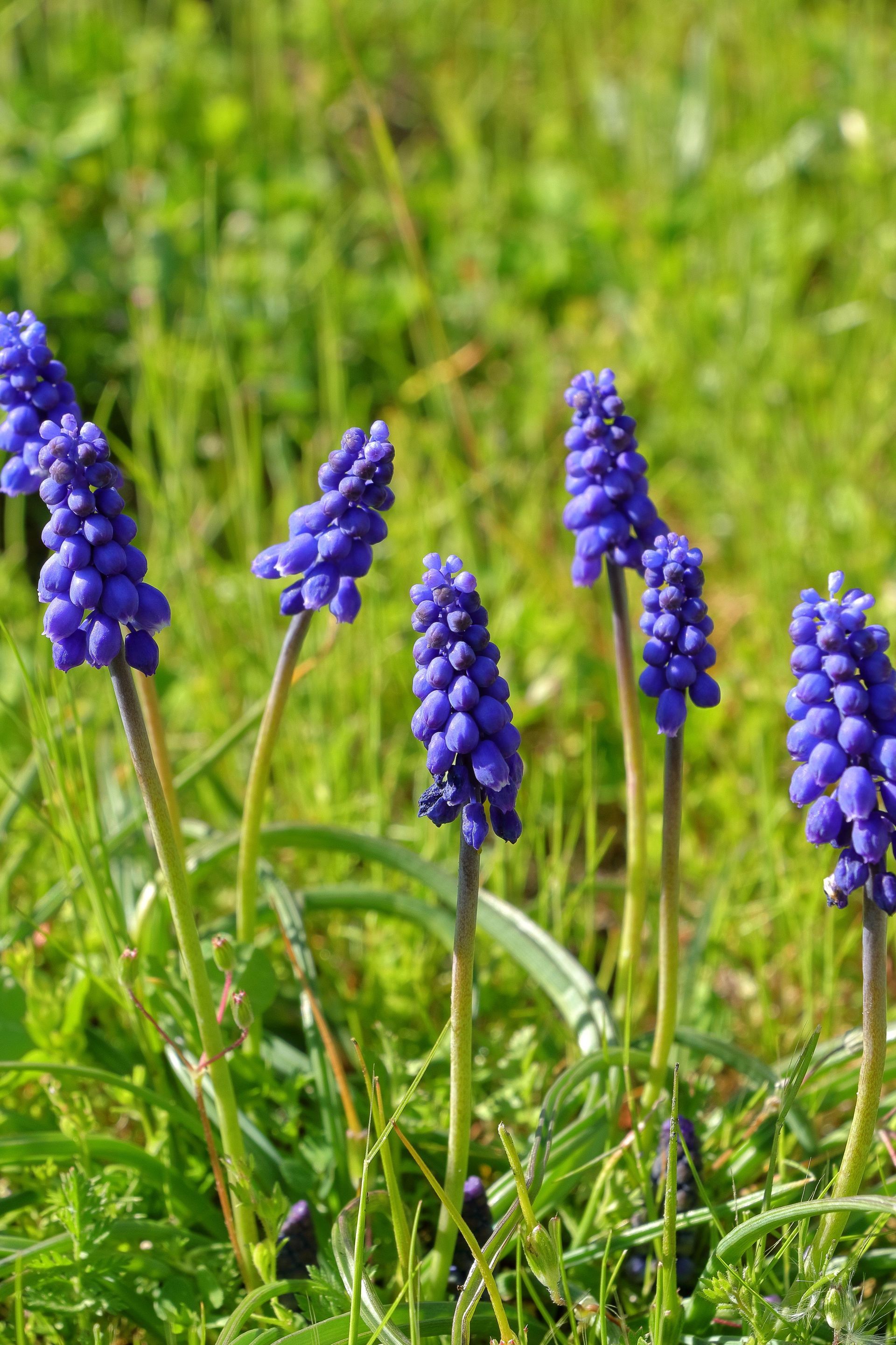 blauwe druifjes