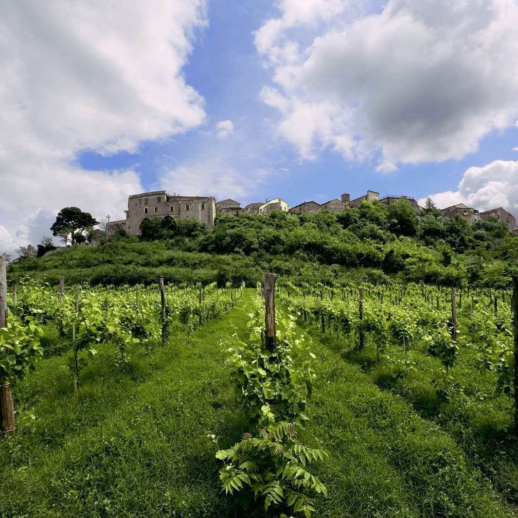 A scenic vineyard with lush green grapevines in the foreground, leading up to an ancient stone hill town under blue skies.