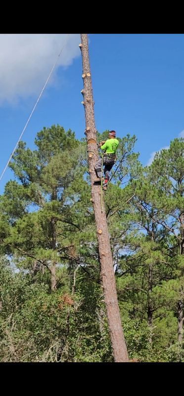 A large yellow crane is being used to remove a tree